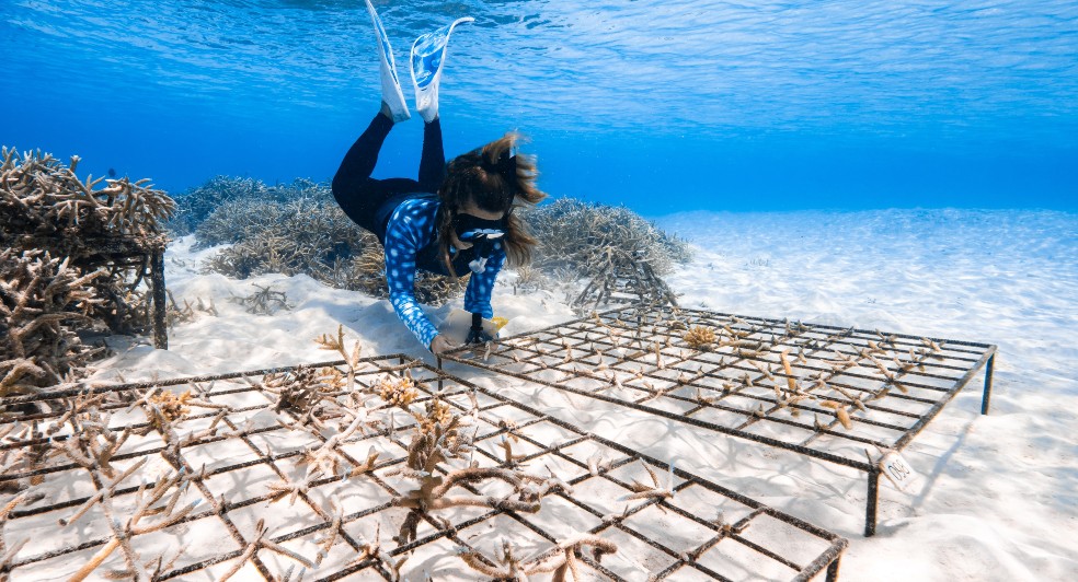 Coral planting at Naladhu Private Island Maldives