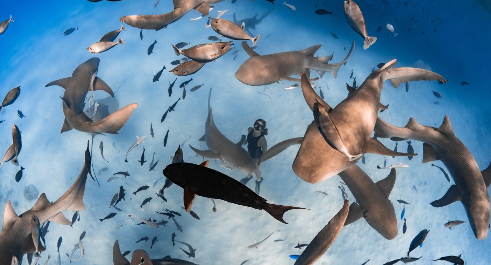 Nurse Shark snorkelling at Naladhu Private Island Maldives